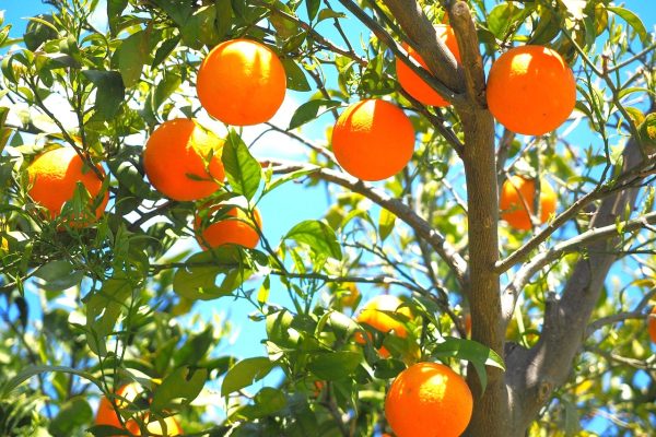 Arancio Pernambucco
