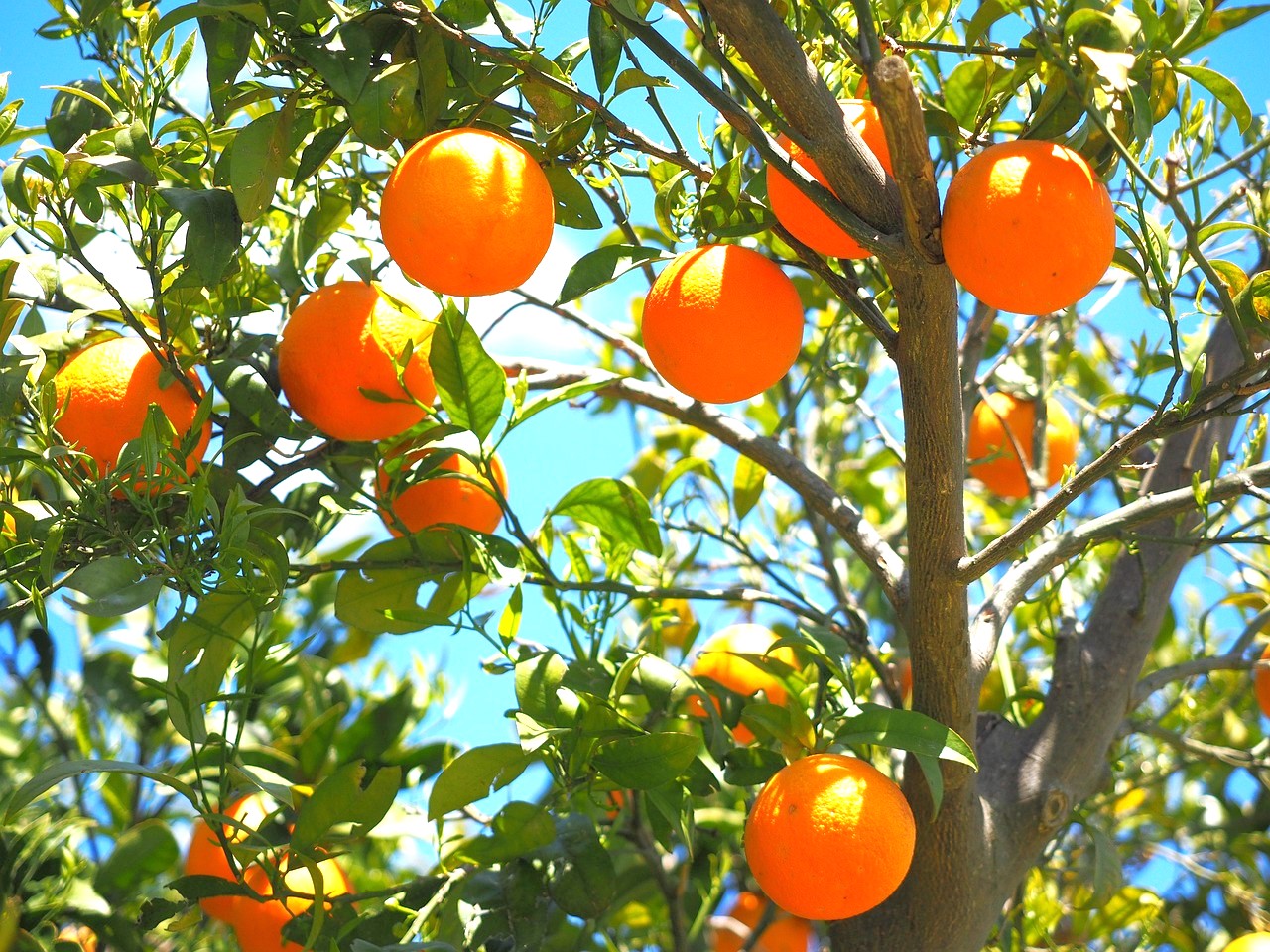 Arancio Pernambucco