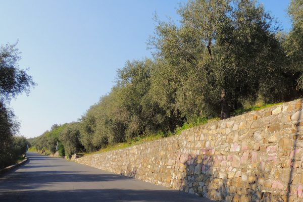 Oliva Taggiasca e Olio Dop della Riviera