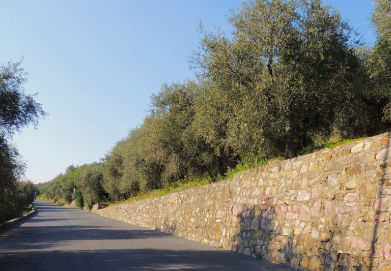 Oliva Taggiasca e Olio Dop della Riviera