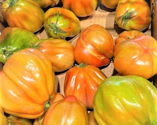 Pomodoro Cuore di Bue