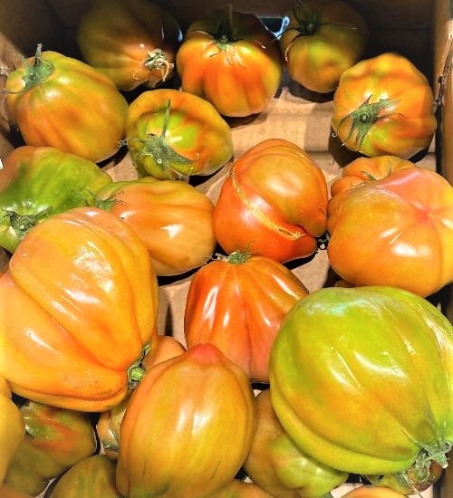 Pomodoro Cuore di Bue