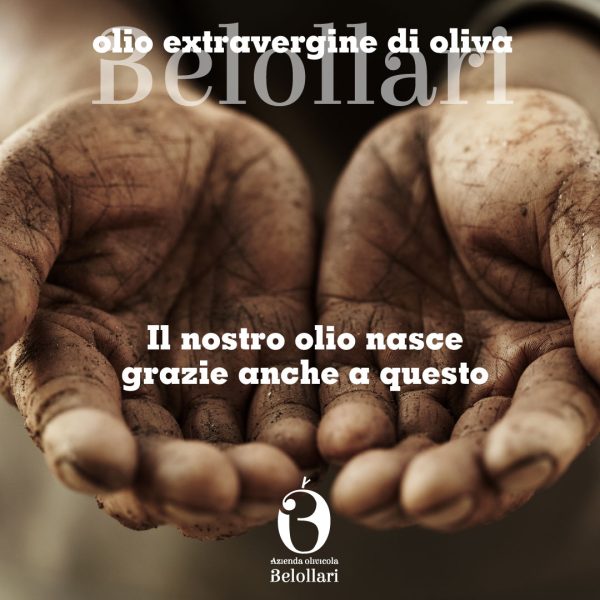 Belollari - Azienda Agricola, vendita Olive e Olio
