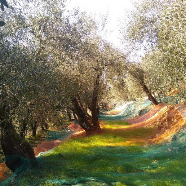 Belollari - Azienda Agricola, vendita Olive e Olio