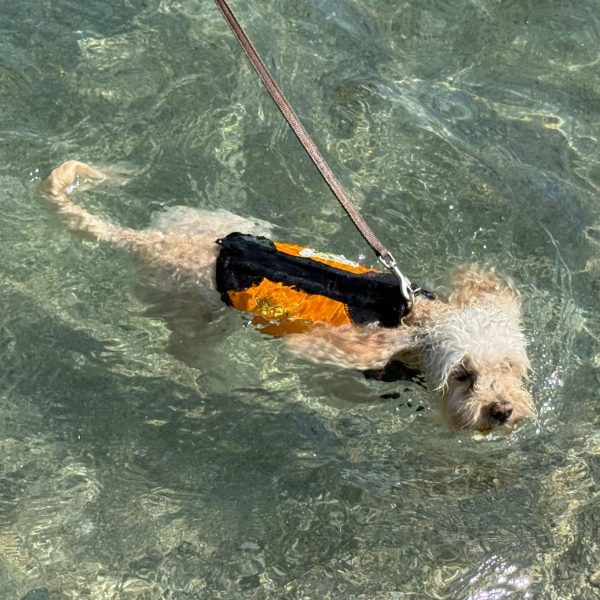 Domenica 5 luglio ad Albenga: Cressi Dog promuove il benessere e la sicurezza dei cani in spiaggia